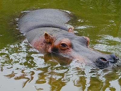 Hippopotamus