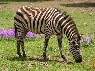 Zebra