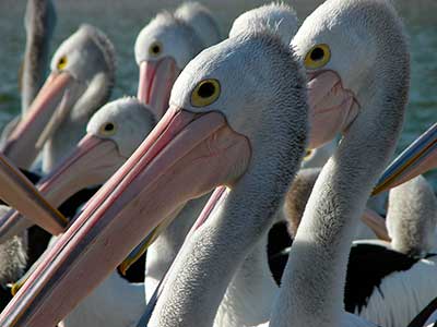 Australian Pelicans
