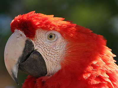 Scarlet Macaw