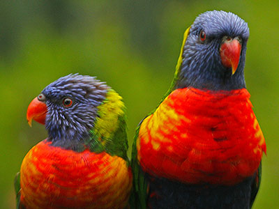 Rainbow Lorikeets