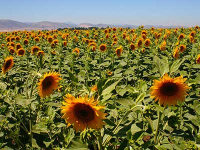 Sunflowers